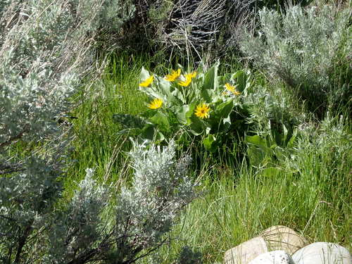 GDMBR: Mule's Ear Flower.